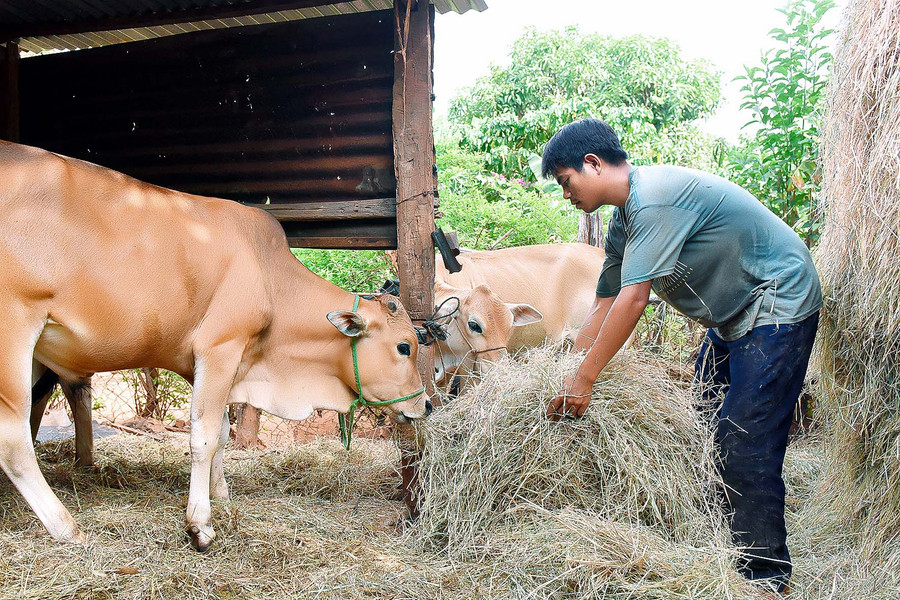 Gia đình anh Rơ Mah Lak, (làng NgoSe-Glang, thị trấn Chư Sê) thuộc diện hộ nghèo, cuộc sống chỉ trông chờ vào vài sào ruộng được cha mẹ để lại. Tháng 5-2020, anh Lak được Hội Nông dân thị trấn Chư sê hỗ trợ 1 con bò cái giống trị giá 10 triệu đồng.