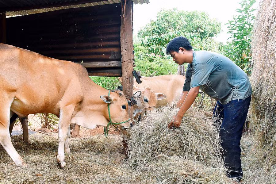 Gia đình anh Rơ Mah Lak, (làng NgoSe-Glang, thị trấn Chư Sê) thuộc diện hộ nghèo, cuộc sống chỉ trông chờ vào vài sào ruộng được cha mẹ để lại. Tháng 5-2020, anh Lak được Hội Nông dân thị trấn Chư sê hỗ trợ 1 con bò cái giống trị giá 10 triệu đồng.