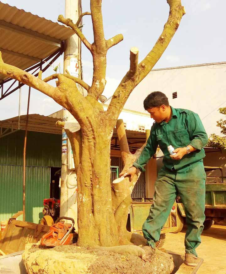 Gốc một cây khế cổ thụ được ông Lê Văn Thọ đào đưa vào chậu chuẩn bị bán cho thương lái. Ảnh: Minh Nguyễn