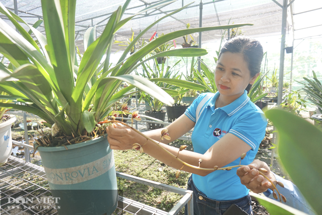 Vườn hoa lan BaNa GH của chị Hiền tọa lạc trên đường Trần Nam Trung (phường Hòa Xuân, quận Cẩm Lệ, TP Đà Nẵng).  Vườn hoa lan BaNa GH của chị Hiền tọa lạc trên đường Trần Nam Trung (phường Hòa Xuân, quận Cẩm Lệ, TP Đà Nẵng).