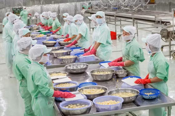 Chế biến trái cây và rau củ quả xuất khẩu tại Công ty Thuận Phong. Sản phẩm xuất khẩu sang các nước Mỹ, Nhật, Hàn Quốc, Australia, châu Âu… Ảnh: HOÀNG HÙNG