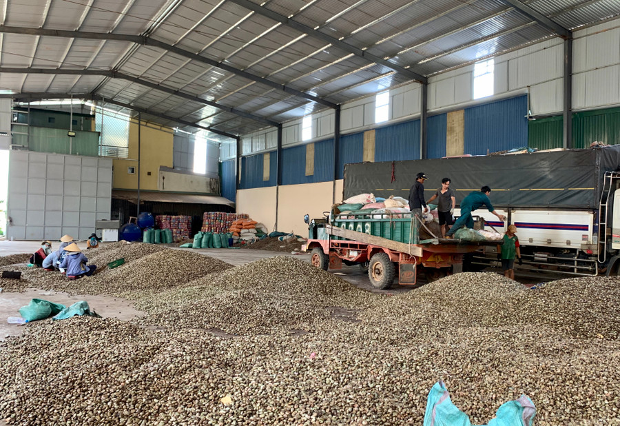 Công nhân Công ty TNHH một thành viên Quang Sáng Đức Cơ phân loại hạt điều. Ảnh: Hà Duy Xuất, nhập khẩu điều tại Công ty TNHH một thành viên Quang Sáng (Cửa khẩu Quốc tế Lệ Thanh). Ảnh: Hà Duy