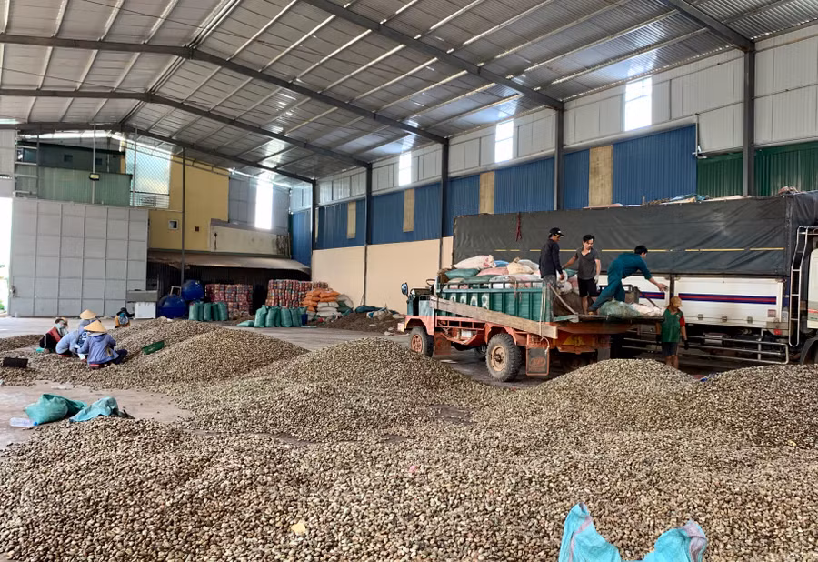 Xuất, nhập khẩu điều tại Công ty TNHH một thành viên Quang Sáng (Cửa khẩu Quốc tế Lệ Thanh). Ảnh: Hà Duy