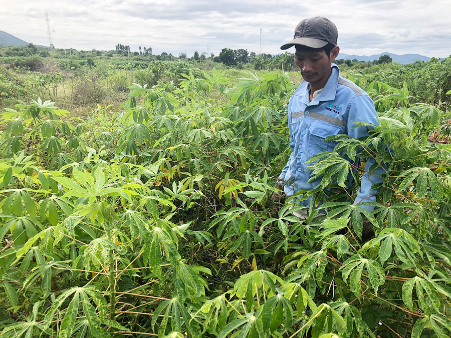 Một số diện tích mì tại huyện Krông Pa bị nhiễm bệnh khảm lá vi rút. Ảnh: Lê Nam
