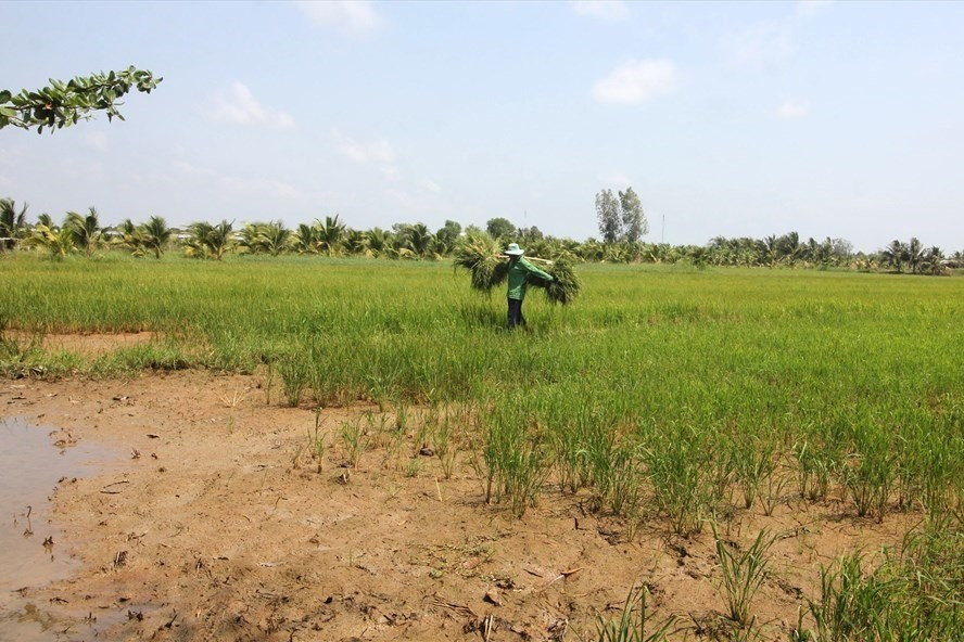 Nếu muốn chuyển nhượng đất nông nghiệp hết hạn thì người dân cần đến cơ quan có thẩm quyền để gia hạn. Ảnh: Trần Lưu
