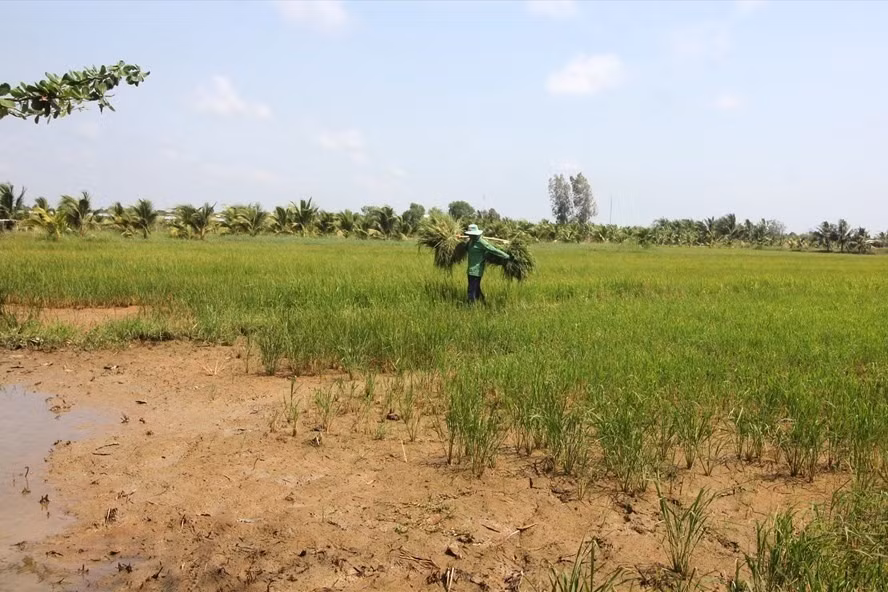 Nếu muốn chuyển nhượng đất nông nghiệp hết hạn thì người dân cần đến cơ quan có thẩm quyền để gia hạn. Ảnh: Trần Lưu