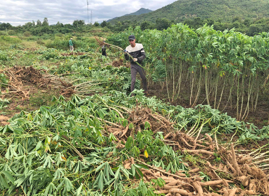 Cây mì giúp người dân xã Uar có nguồn thu nhập ổn định. Ảnh: Gia Hưng