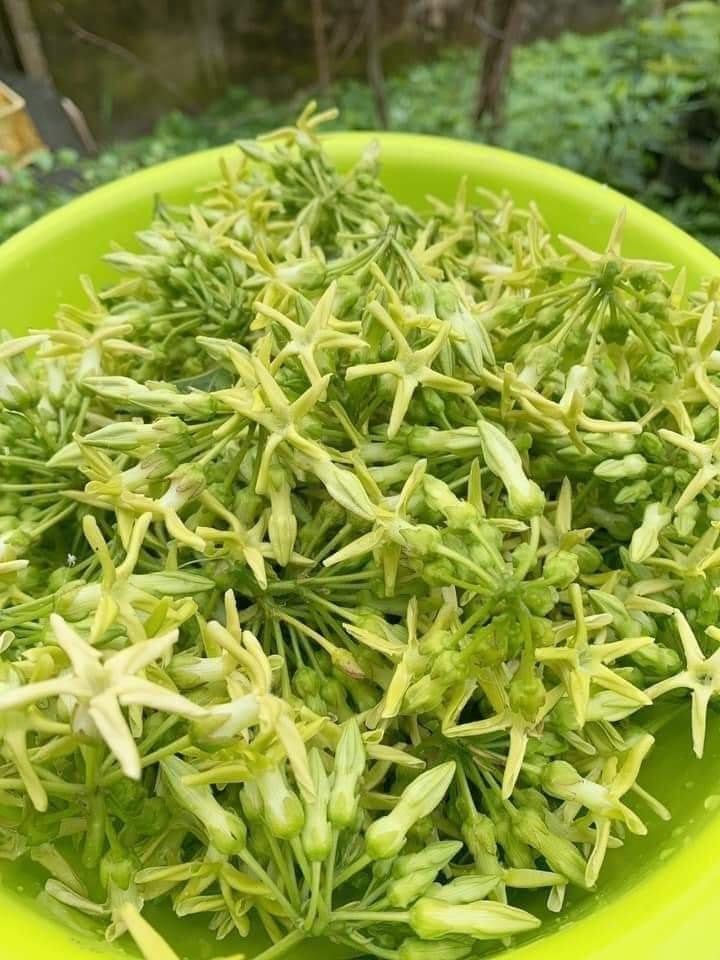 Hoa thiên lý đóng vai trò như một loại dược liệu tốt cho sức khoẻ. Ảnh: H.M Hoa thiên lý đóng vai trò như một loại dược liệu tốt cho sức khoẻ. Ảnh: H.M
