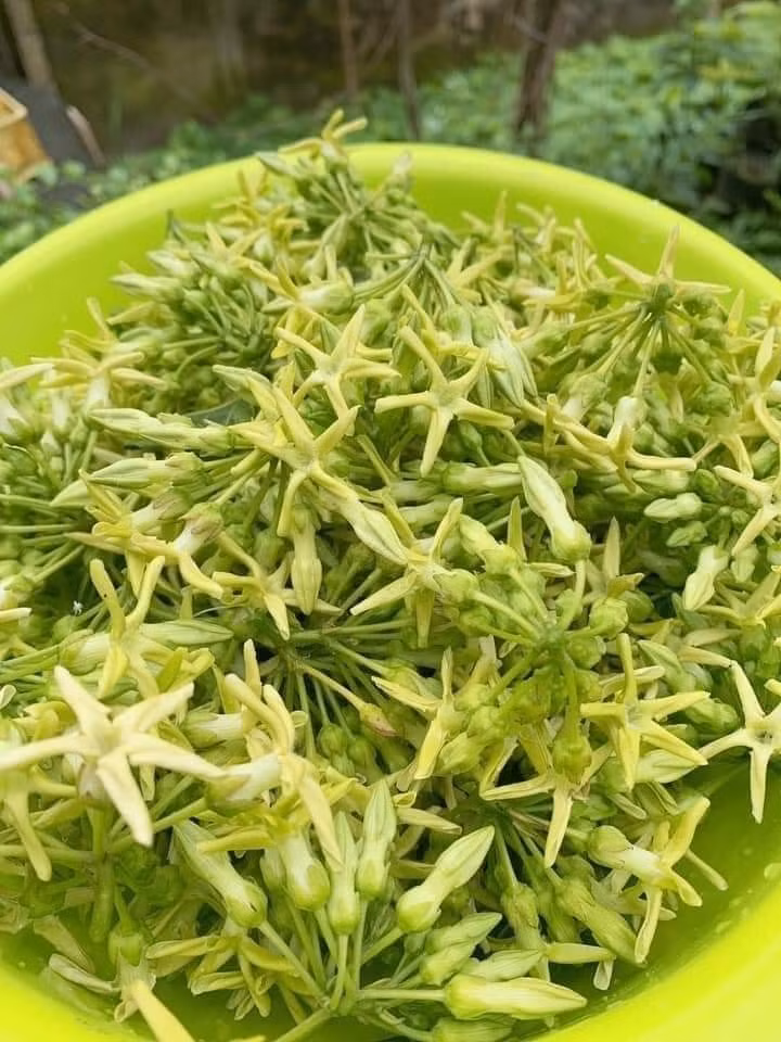 Hoa thiên lý đóng vai trò như một loại dược liệu tốt cho sức khoẻ. Ảnh: H.M