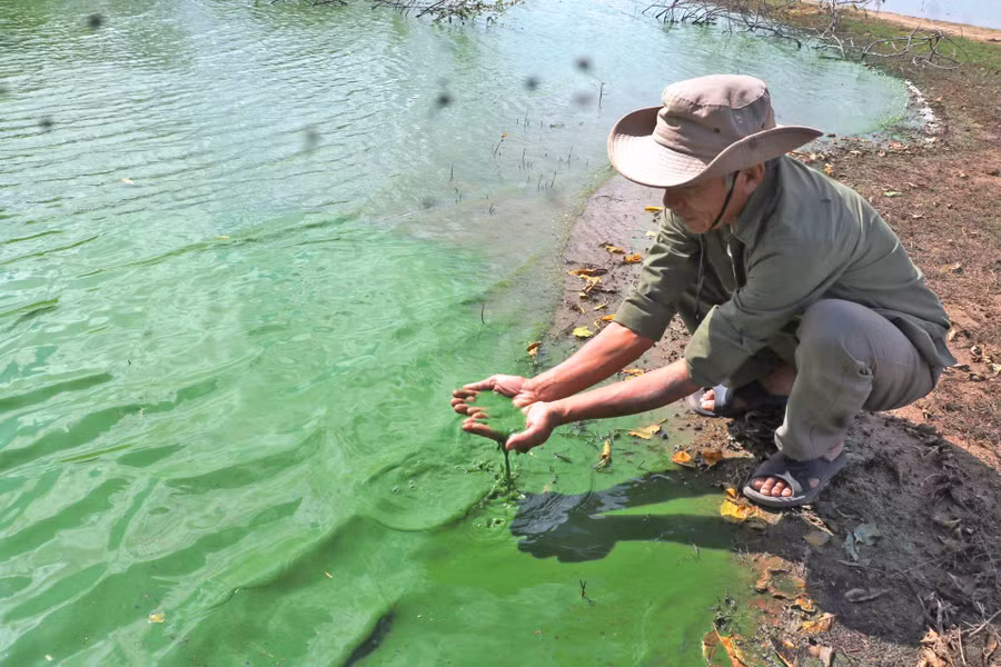Vào mùa khô, nước sông Ba đoạn qua bến đò xã Chư Ngọc (huyện Krông Pa) đặc quánh tảo xanh và có mùi hôi. Ảnh: Hồng Thương