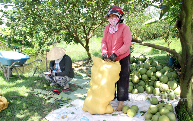 Bưởi da xanh loại 1 ở vùng ĐBSCL đang có giá 23.000-25.000 đồng/kg Bưởi da xanh loại 1 ở vùng ĐBSCL đang có giá 23.000-25.000 đồng/kg