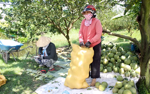  Bưởi da xanh loại 1 ở vùng ĐBSCL đang có giá 23.000-25.000 đồng/kg