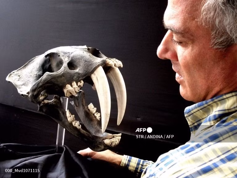 Hộp sọ của một con hổ răng kiếm. Ảnh: AFP