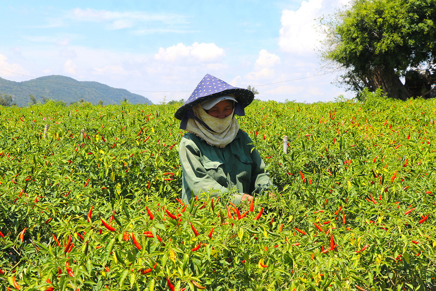 Chị Trần Thị Hường (xã An Thành, thị xã An Khê) thu hoạch ớt. Ảnh: Ngọc Minh Chị Trần Thị Hường (xã An Thành, thị xã An Khê) thu hoạch ớt. Ảnh: Ngọc Minh