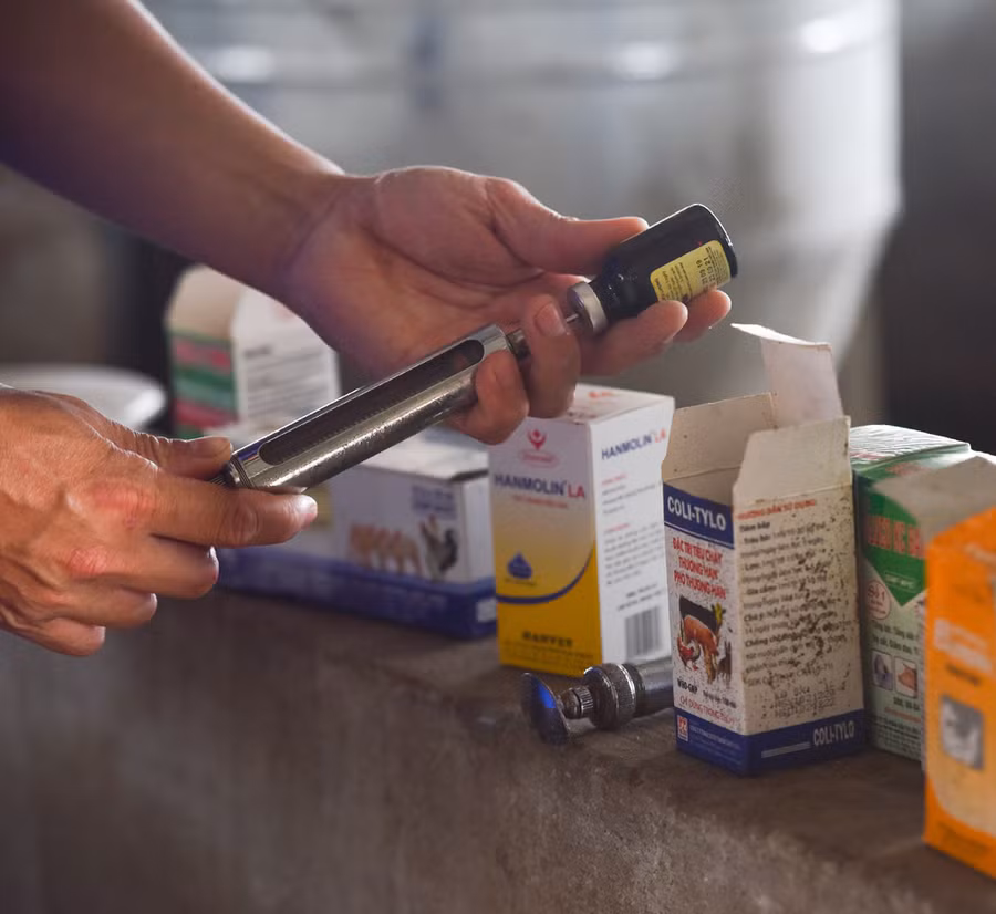 Tủ thuốc phòng, trị bệnh cho đàn heo rừng.