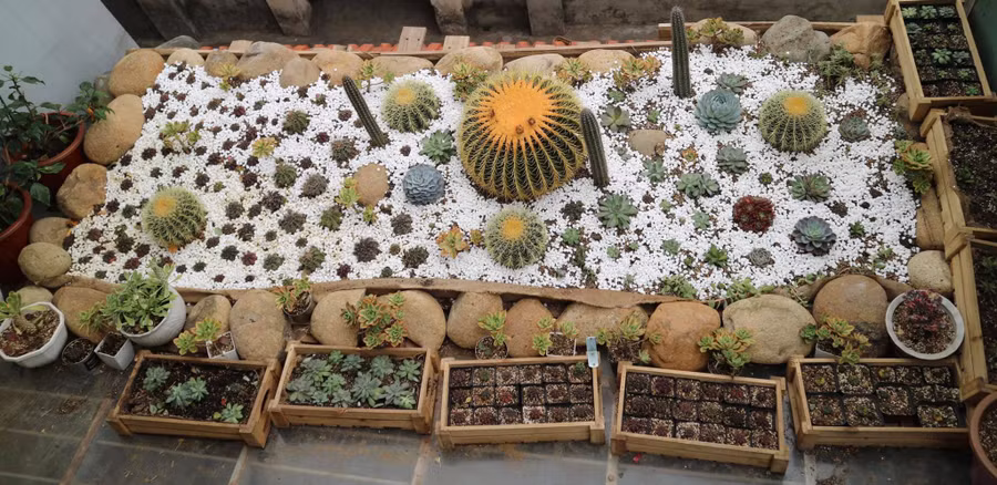 Khu vườn đẹp dịu dàng khi nắng ấm rực rỡ. Ảnh: NVCC