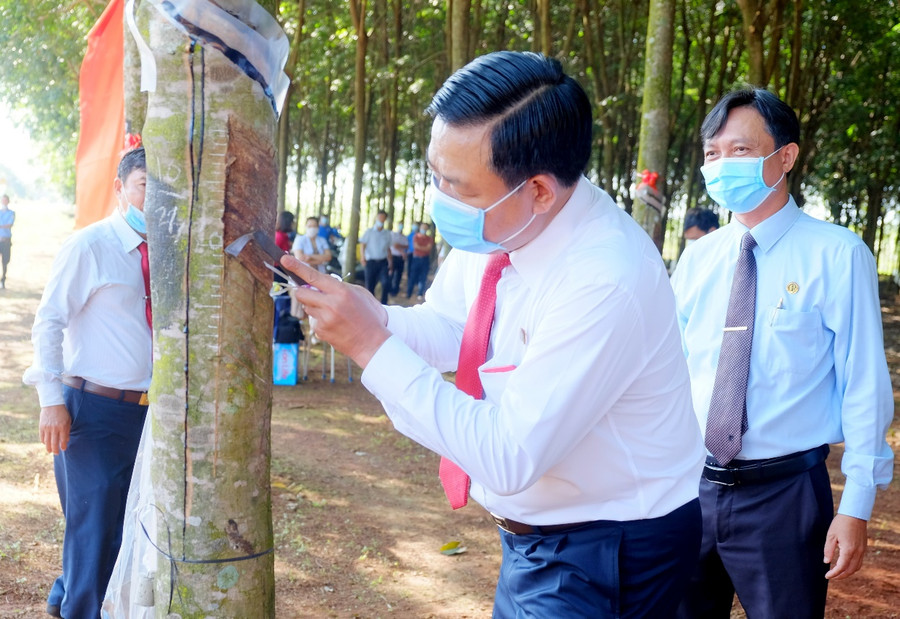 Trung Quốc nhập khẩu lượng lớn, giá cao su hôm nay 25/5 được doanh nghiệp niêm yết ở mức khá cao. Trong ảnh: Lãnh đạo Công ty TNHH MTV Cao su Phú Riềng (Bình Phước) ra quân mùa cạo mủ mới. Ảnh: CSPR. Trung Quốc nhập khẩu lượng lớn, giá cao su hôm nay 25/5 được doanh nghiệp niêm yết ở mức khá cao. Trong ảnh: Lãnh đạo Công ty TNHH MTV Cao su Phú Riềng (Bình Phước) ra quân mùa cạo mủ mới. Ảnh: CSPR.