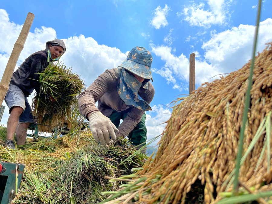 Ảnh 5: Vẻ đẹp trong bức tranh lao động ngày mùa