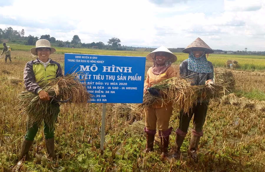 Nông dân xã Ia Dêr tham gia mô hình sản xuất giống lúa J02. Ảnh: Lê Nam Những hộ dân trên địa bàn xã Ia Dêr tham gia mô hình sản xuất giống lúa J02. Ảnh: Lê Nam