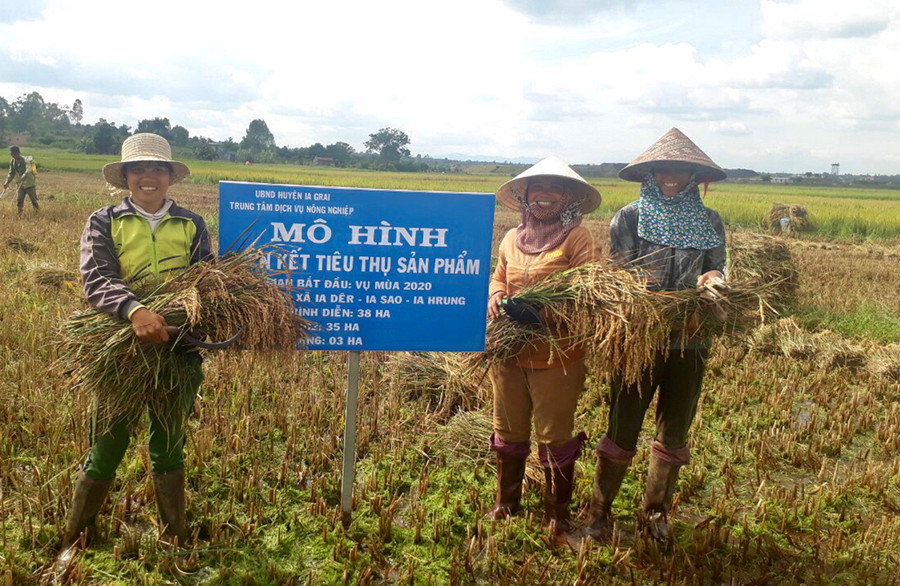  Những hộ dân trên địa bàn xã Ia Dêr tham gia mô hình sản xuất giống lúa J02. Ảnh: Lê Nam