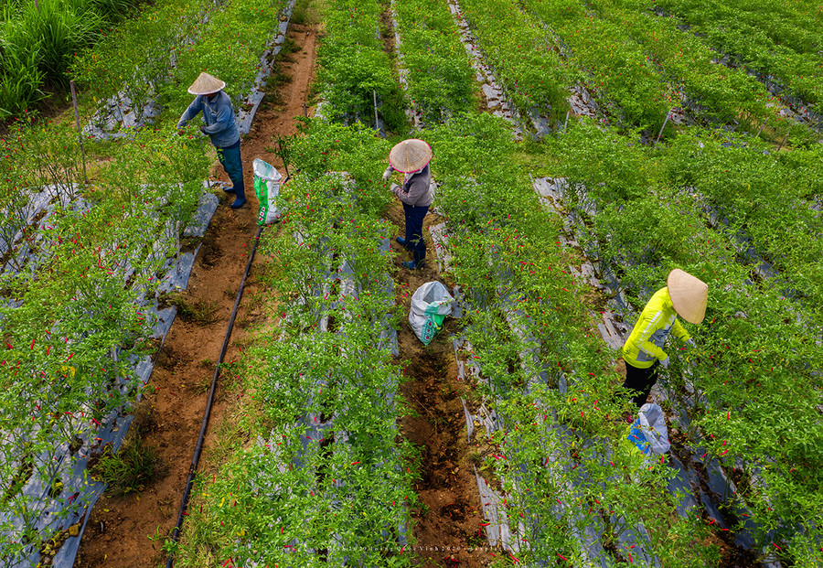 Nông dân thu hoạch ớt. Ảnh: Hoàng Quốc Vĩnh Nông dân thu hoạch ớt. Ảnh: Hoàng Quốc Vĩnh