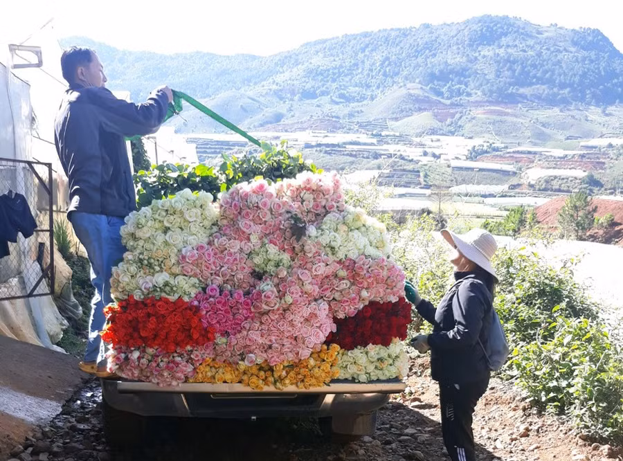 Hoa Đà Lạt không tiêu thụ hết do ảnh hưởng dịch Covid-19. Ảnh: LÂM VIÊN