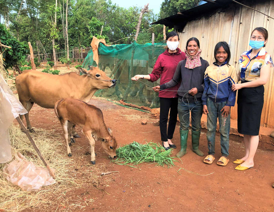 Bò giống hỗ trợ cho hộ chị Siu Bin đã sinh được 1 con bê. Ảnh: Đinh Yến