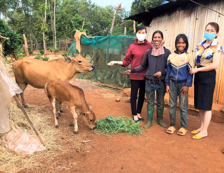 Bò giống hỗ trợ cho hộ chị Siu Bin đã sinh được 1 con bê. Ảnh: Đinh Yến