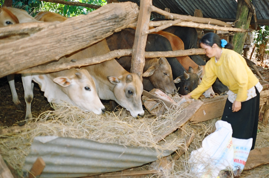 Huyện Đak Đoa phát triển mô hình chăn nuôi nhốt trong vùng DTTS. Ảnh: Thanh Nhật
