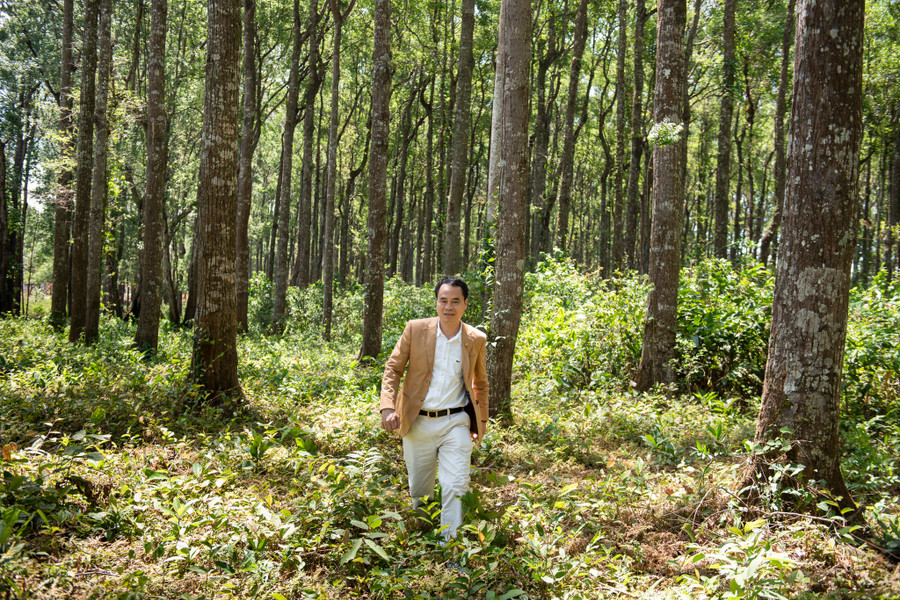 Nguyễn Văn Tưởng trong cánh rừng dó bầu hàng trăm héc ta