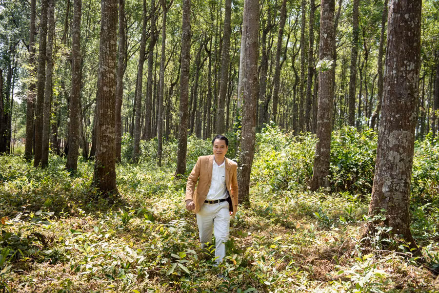 Nguyễn Văn Tưởng trong cánh rừng dó bầu hàng trăm héc ta