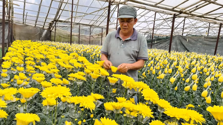Nông dân Làng hoa Thái Phiên đang lao đao vì hoa cúc làm ra không thể tiêu thụ hết do dịch Covid-19. ẢNH: LÂM VIÊN