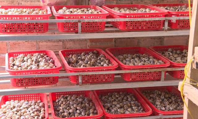 Trứng chim cút đang được các hộ nuôi loài chim này bán với giá từ 3.000-4.000 đồng/kg.