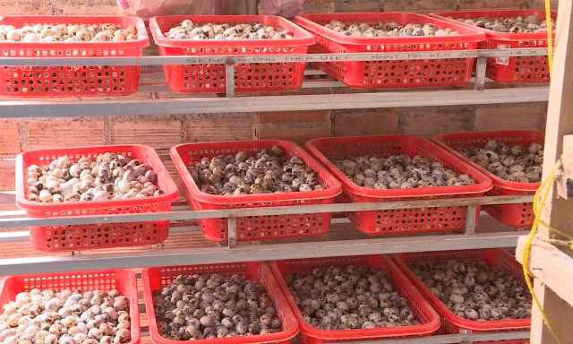 Trứng chim cút đang được các hộ nuôi loài chim này bán với giá từ 3.000-4.000 đồng/kg.