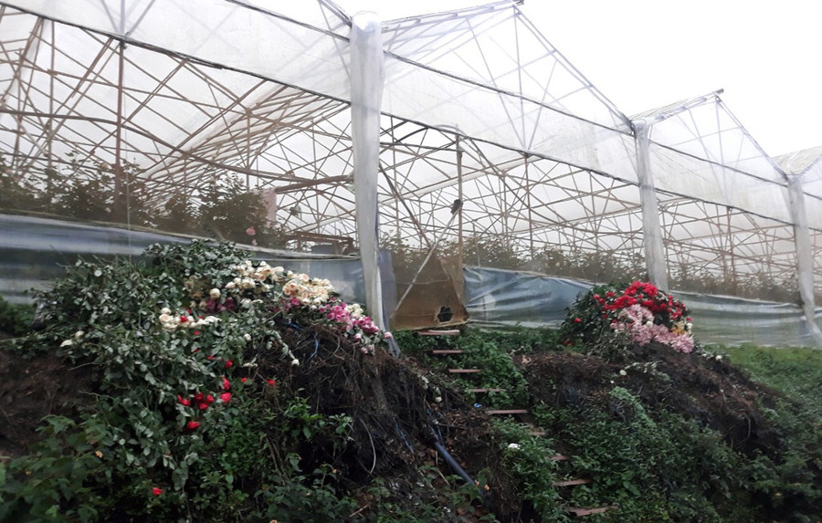 Hoa hồng đổ bờ vì giá quá rẻ do dịch Covid-19. ẢNH: LÂM VIÊN