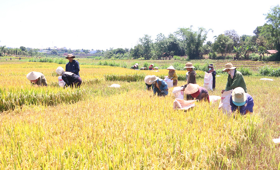 Nông dân làng Kê (thị trấn Chư Sê) thu hoạch lúa. Ảnh: Quang Tấn