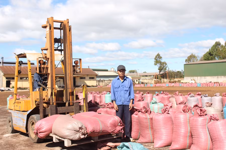 Cà phê sản xuất theo quy trình chuẩn VietGAP của Công ty Cổ phần Chè Bàu Cạn