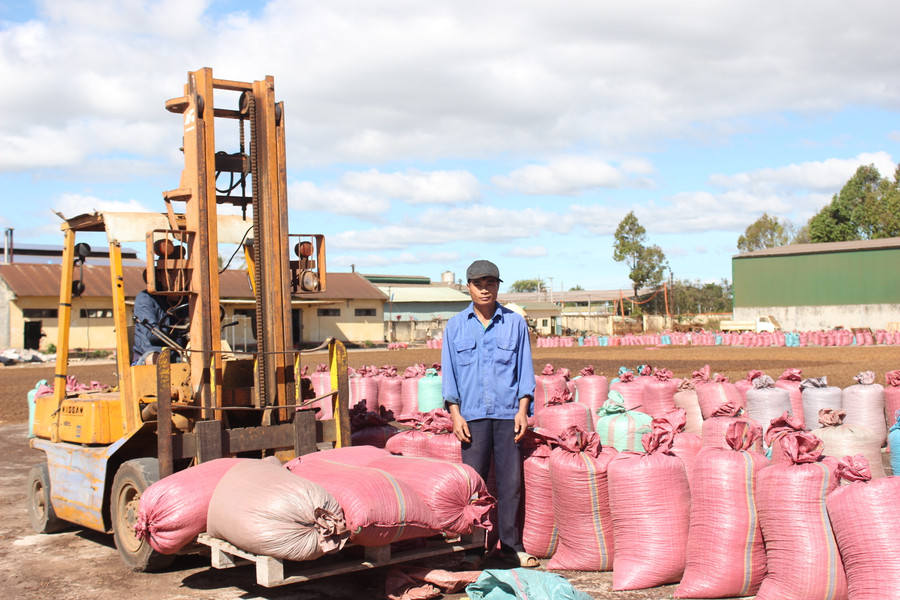 Cà phê sản xuất theo quy trình chuẩn VietGAP của Công ty Cổ phần Chè Bàu Cạn