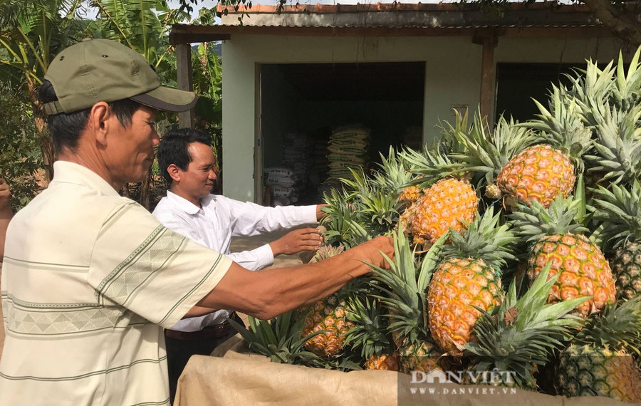 Quả dứa ở huyện Krông Bông khi chín có màu vàng óng rất đẹp Quả dứa ở huyện Krông Bông khi chín có màu vàng óng rất đẹp