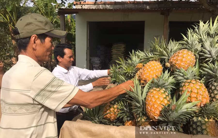 Quả dứa ở huyện Krông Bông khi chín có màu vàng óng rất đẹp