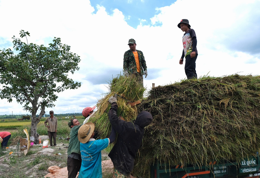 Ảnh 7: Các gia đình Jrai thường đổi công cho nhau trong ngày mùa, vừa nâng cao năng suất lao động, vừa là truyền thống lâu đời được duy trì