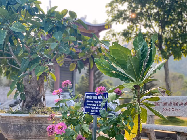 Cây bàng vuông Trường Sa trồng tại khu tưởng niệm. Ảnh: M.N