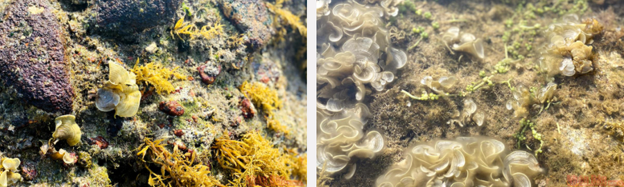 Chỉ tháng 3 âm lịch mới nhiều rêu như vậy