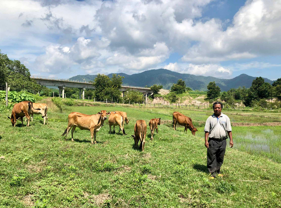 Ngoài trồng lúa nước, trồng mì ông Kpă Jao còn phát triển chăn nuôi bò