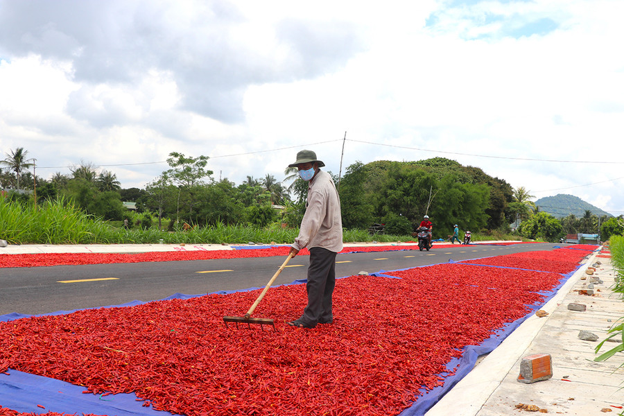 Người dân thị xã An Khê tập trung phơi ớt. Ảnh: Ngọc Minh Người dân thị xã An Khê tập trung phơi ớt. Ảnh: Ngọc Minh