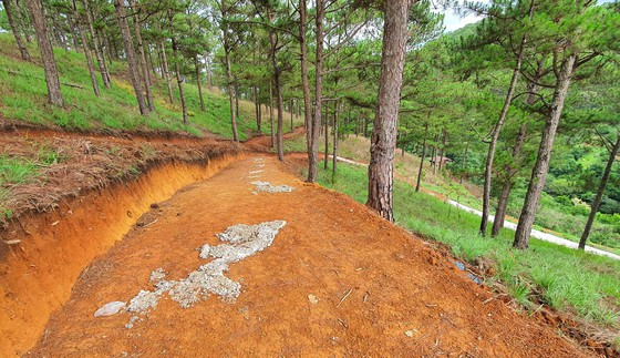 Nhiều gốc thông bị chặt rễ, phủ đất đá lên trên để làm đường trái phép