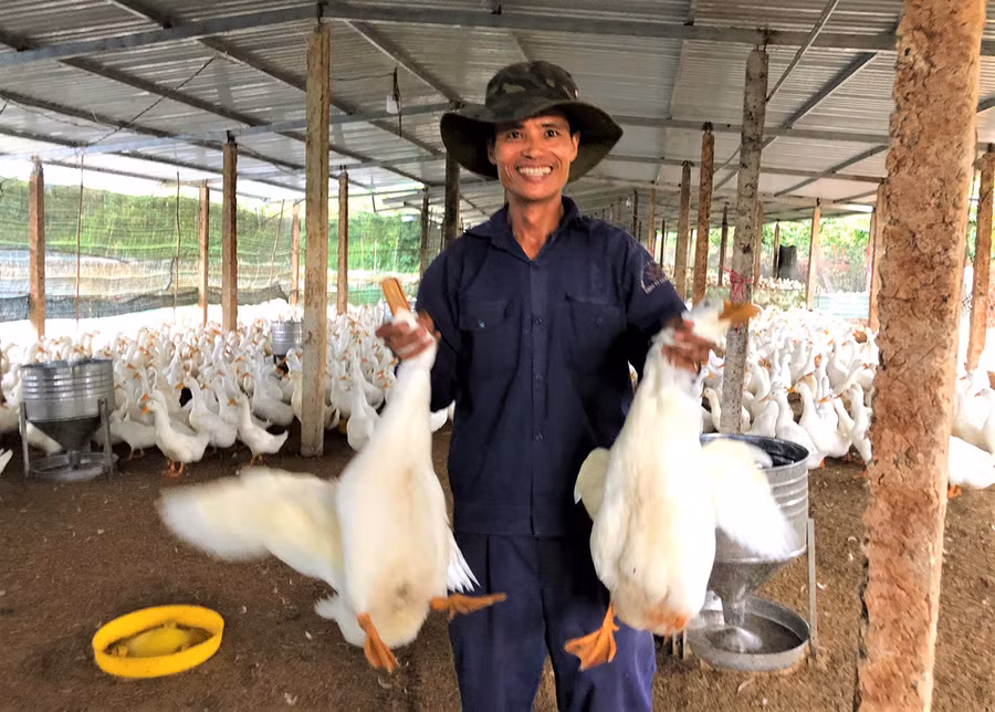 Ông Đỗ Mạnh Tú (thôn 6, xã Ia Nhin, huyện Chư Păh) bên đàn vịt của mình. Ảnh: Đinh Yến Ông Đỗ Mạnh Tú bên đàn vịt của mình. Ảnh. Đinh Yến