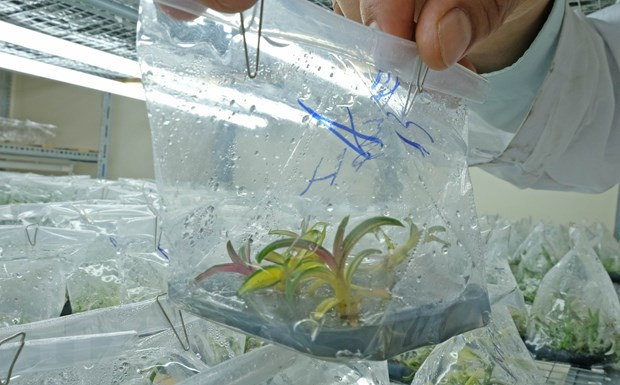 Một cây con lan giả hạc đã xuất hiện đột biến màu lá, thân cây đã chuyển sang màu trắng hoặc tím. (Ảnh: Nguyễn Dũng/TTXVN)