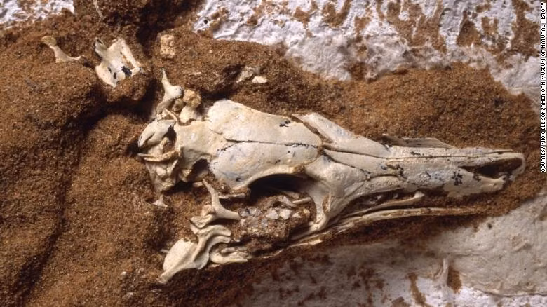 Hóa thạch khủng long tí hon Shuvuuia Desti. Ảnh: Bảo tàng Tự nhiên Mỹ.