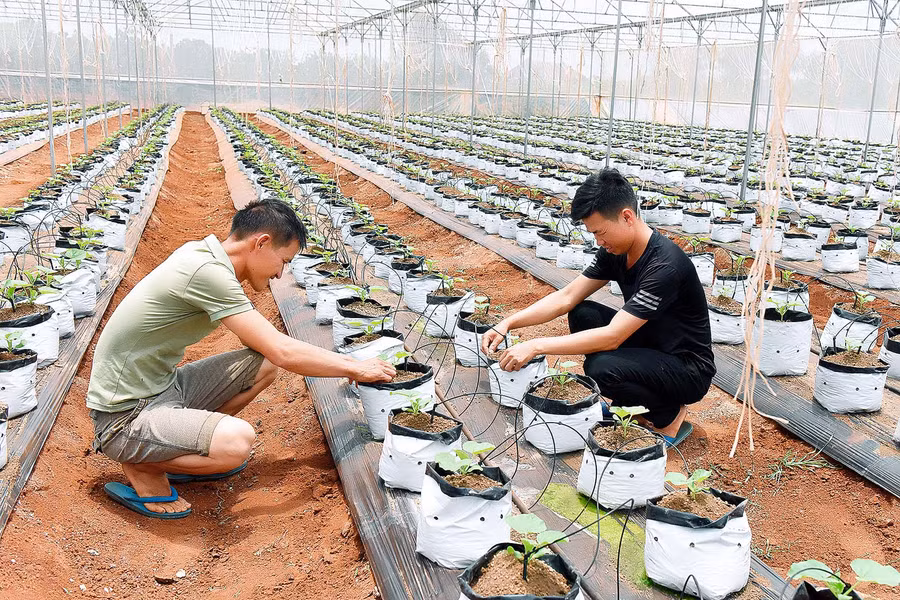 Theo anh Thế, sau 65-70 ngày trồng sẽ thu hoạch, mỗi trái nặng trung bình từ 1,2-1,7 kg. Mỗi năm canh tác được 4 vụ. Với diện tích 1.000 m2 nhà màng hiện tại, sản lượng dưa lưới anh Thế thu hoạch đạt 1,2-1,4 tấn/vụ, giá bán được từ 35.000-40.000 đồng/kg. Sau khi trừ chi phí, vụ này anh lãi khoảng 50 triệu đồng.